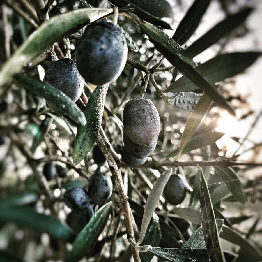 133 kg d’olives récoltés, production de notre huile d’olive